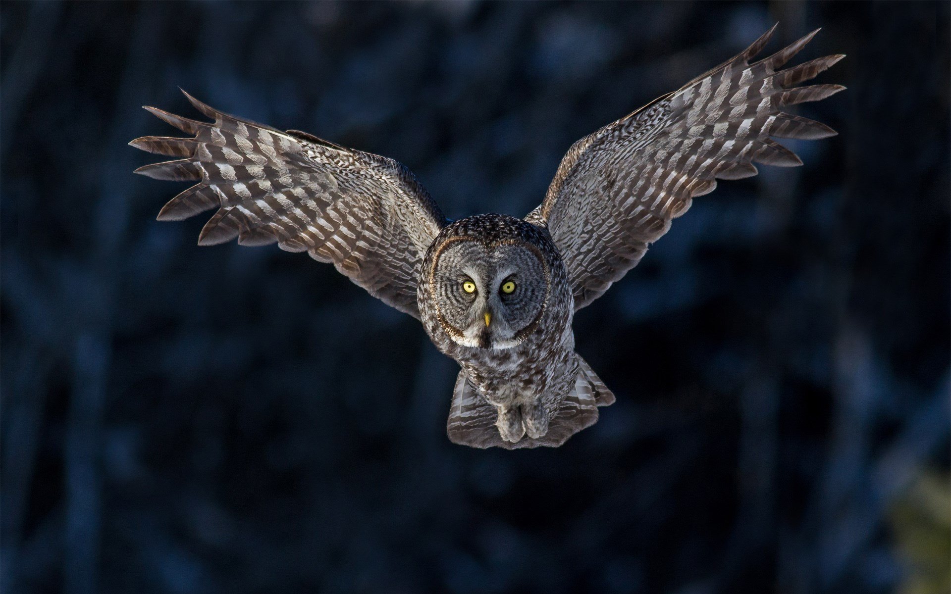 Bird Owl Flying Wings HD Wallpaper   FreeWallsUp