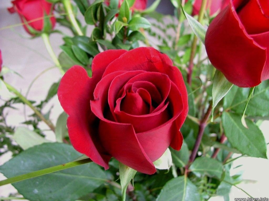 Pretty Red Rose Wallpaper Photos Of Beautiful HD