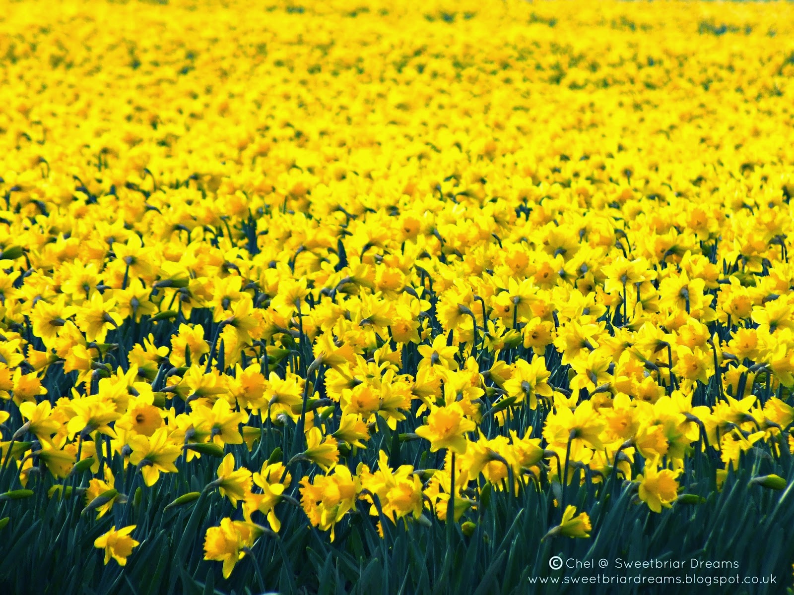 Displaying Image For Field Of Daffodils