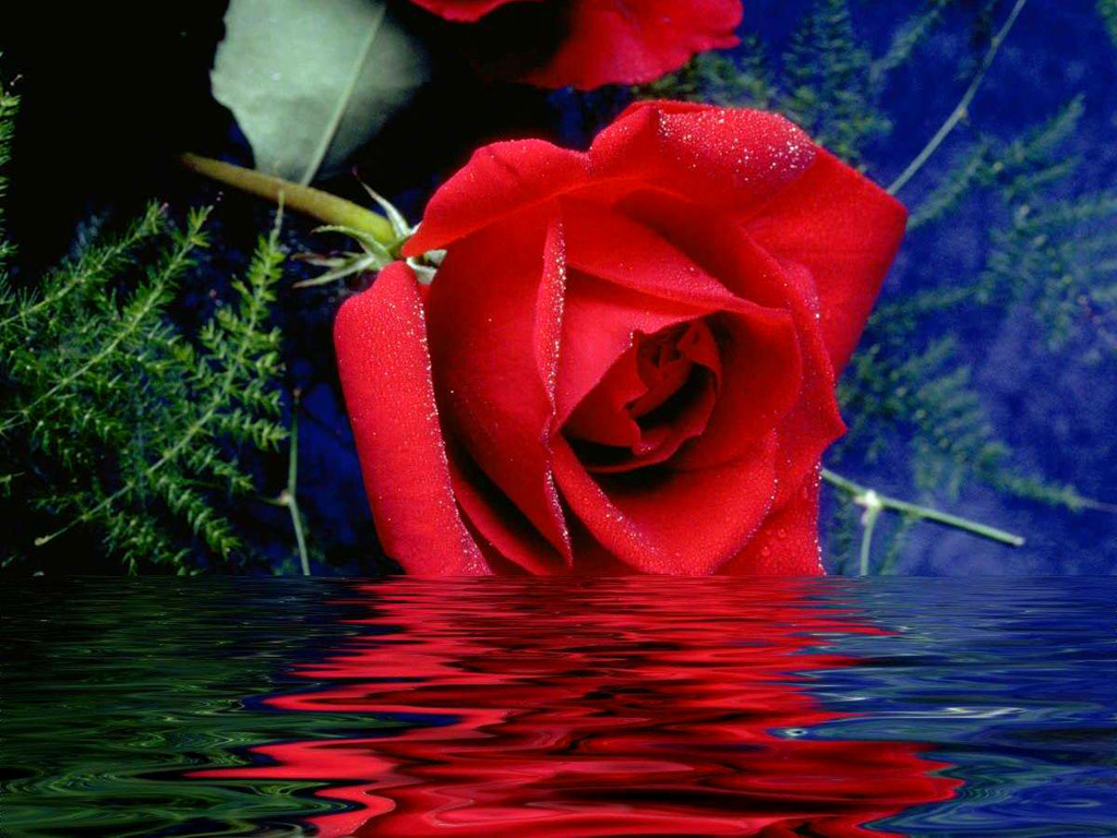 Red Roses Most Popular Rose Wallpaper Beautiful