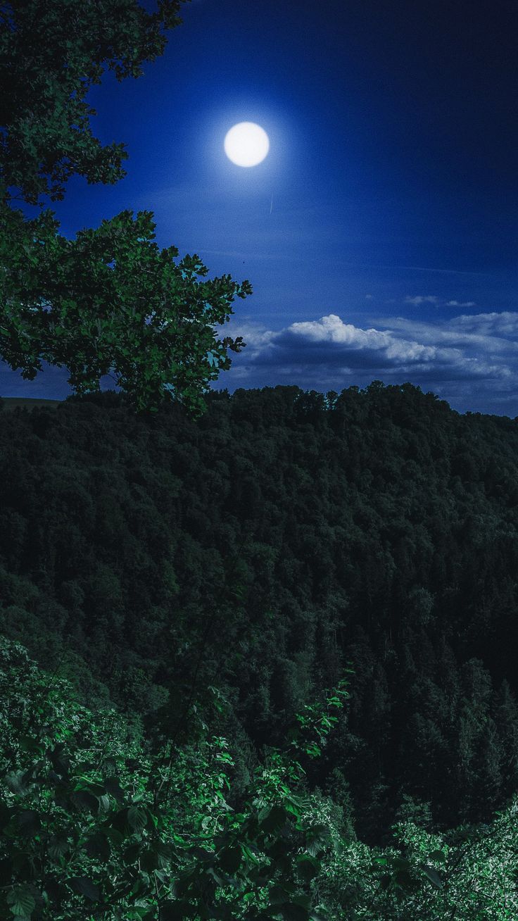 Dark Night Forest And Moon Wallpaper Nature