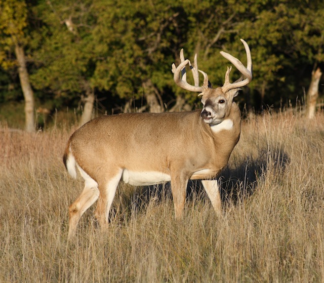 Monster Whitetail Bucks Dragon Creek Hunting Preserve Outfitter