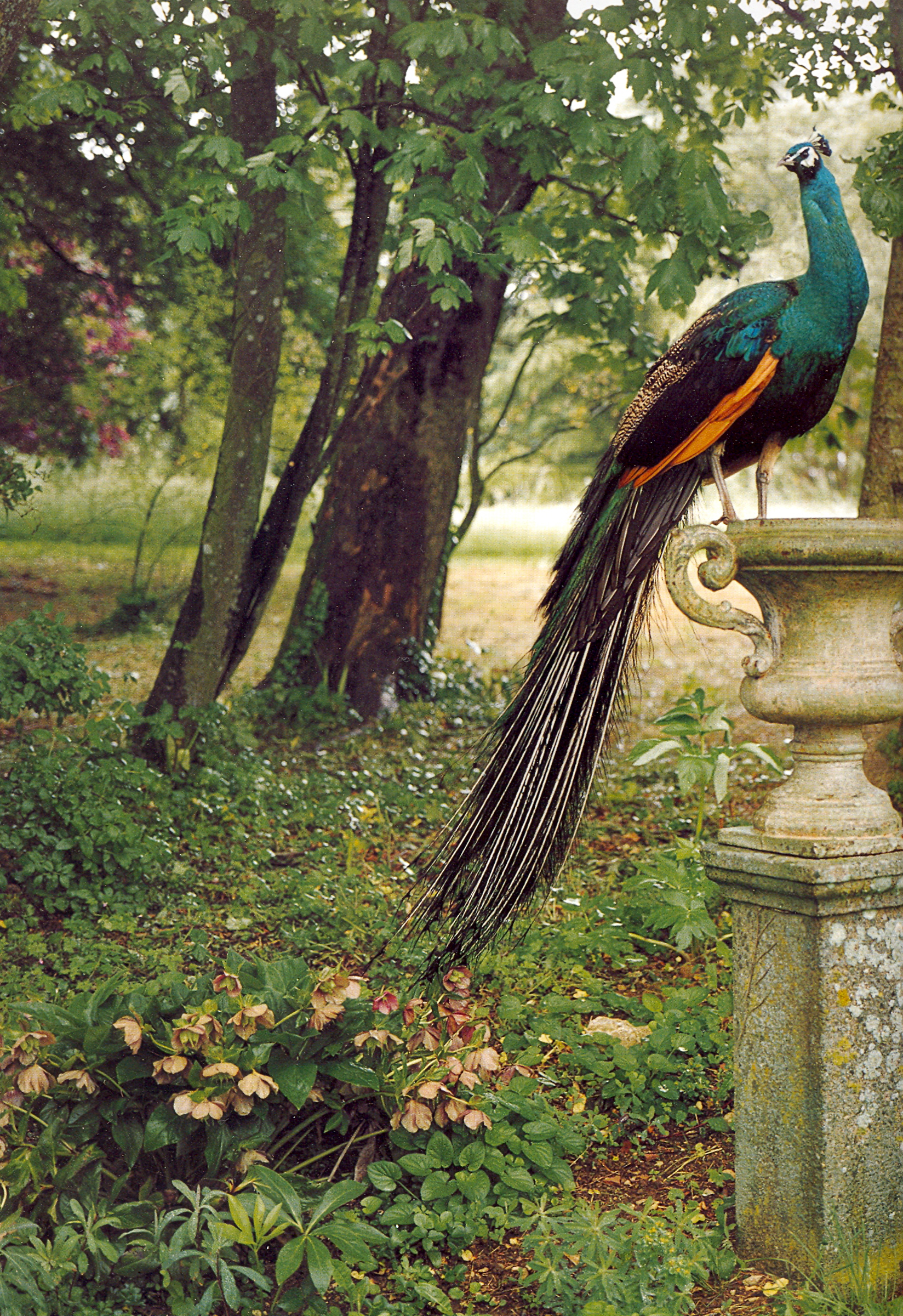 Peacock Birds Wallpaper