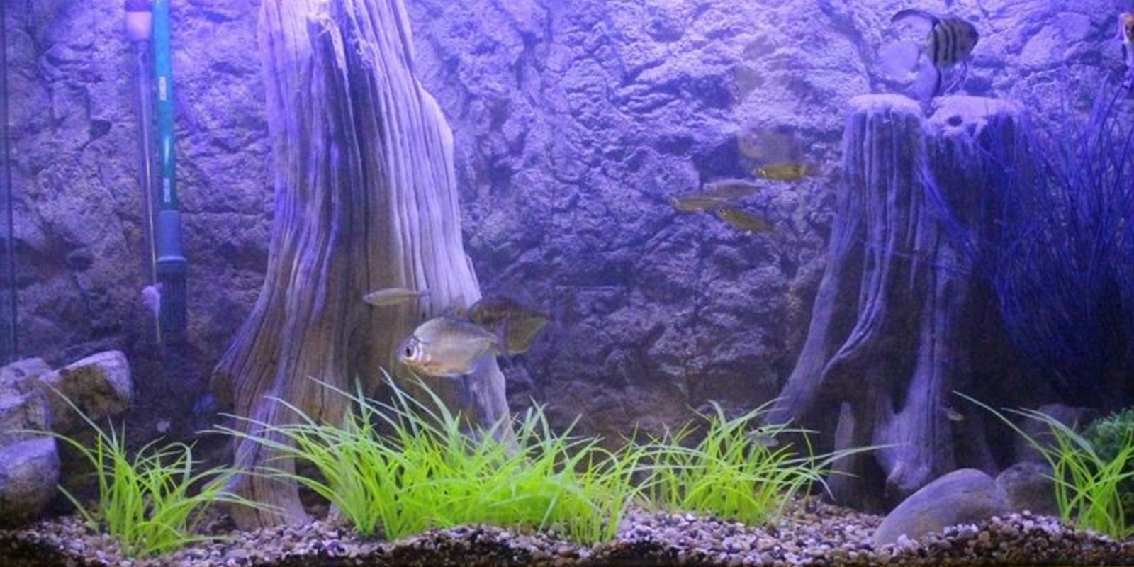 Tropical Fish Tank Wallpaper