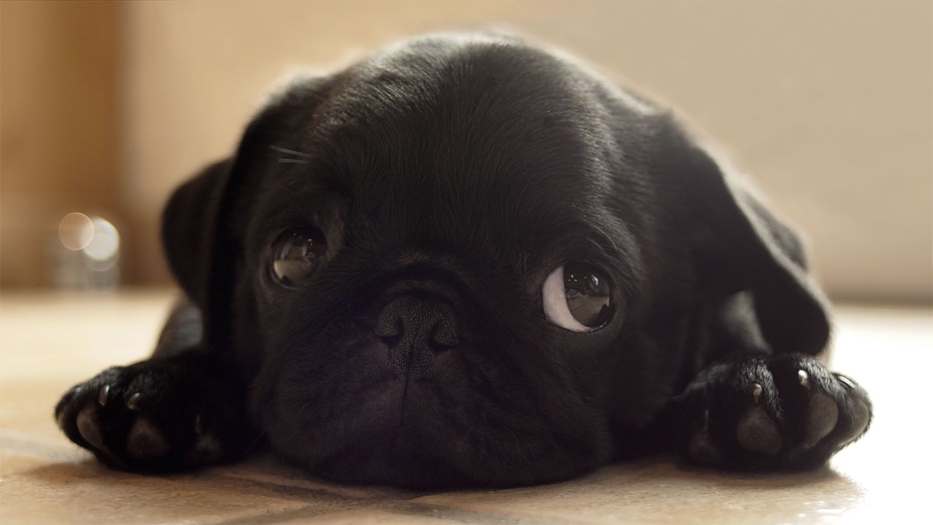Black Animals Dogs Pugs Puppies Pug Wallpaper HD Desktop