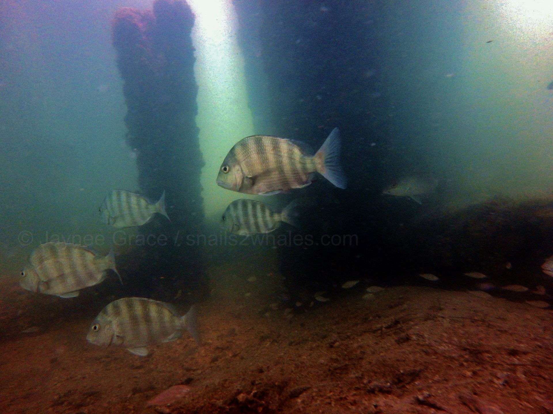 Description Of The Sheepshead Adventures With Fl Sealife From