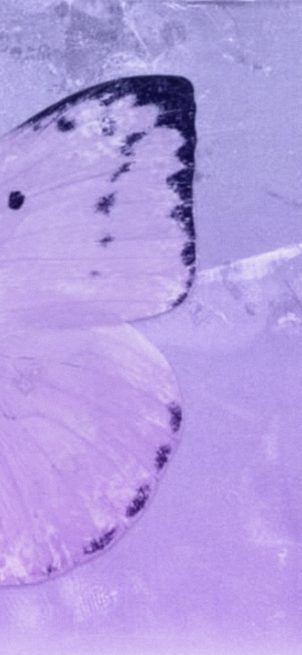 Cool Light Purple Wallpaper
