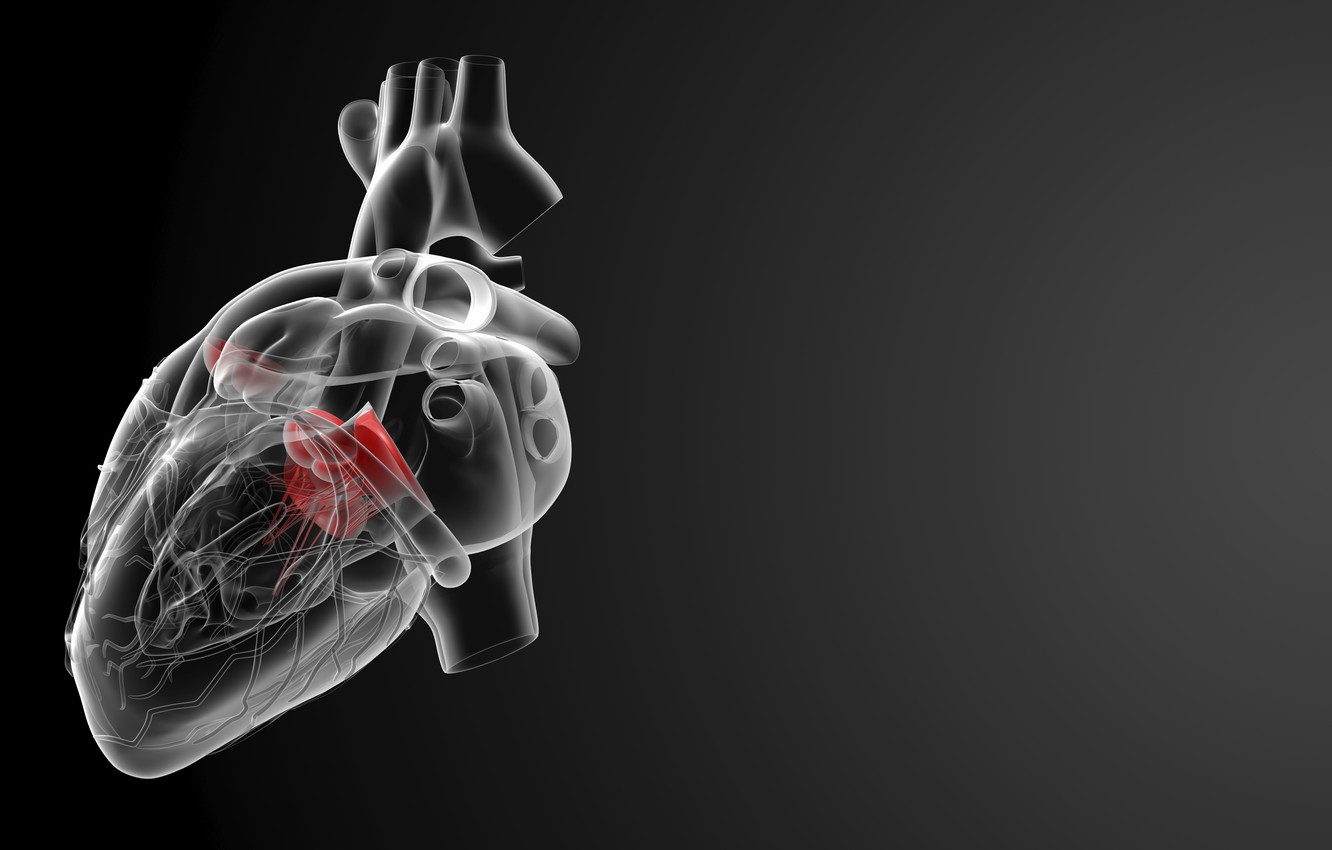 Wallpaper Heart Medicine Human Organ Image For Desktop Section