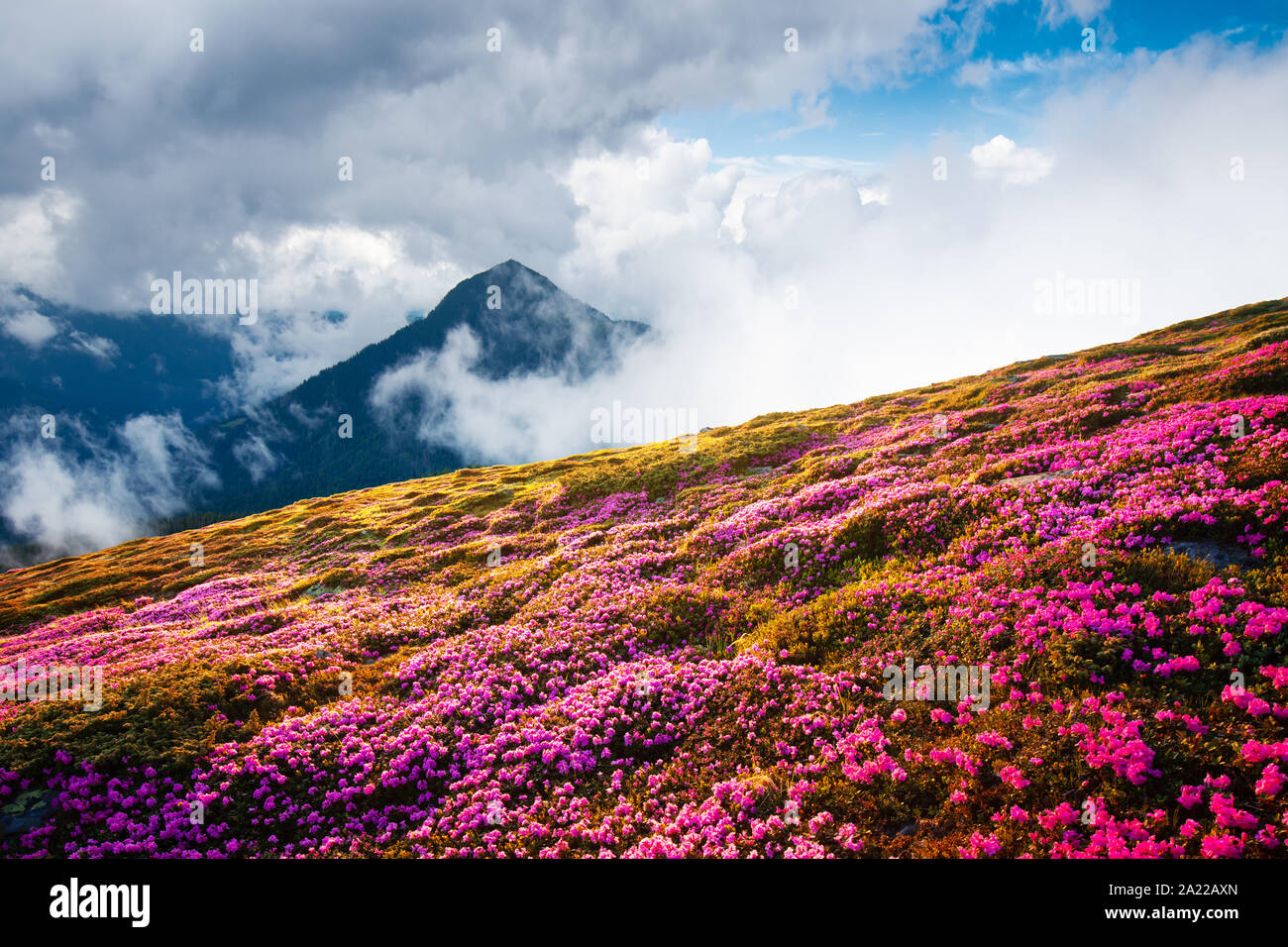 Magical Landscape With Charming Pink Rhododendron Flowers At