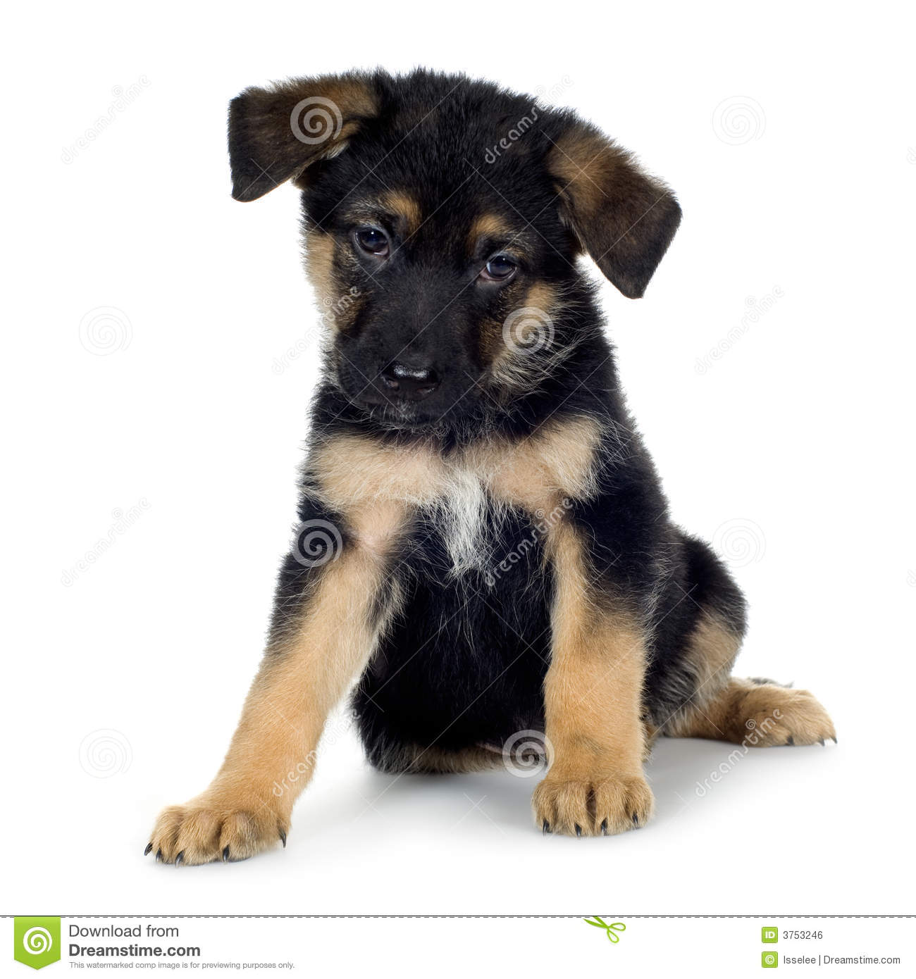 Pyrenean Shepherd Royalty Free Stock Images Image 8953989 Dog Breeds