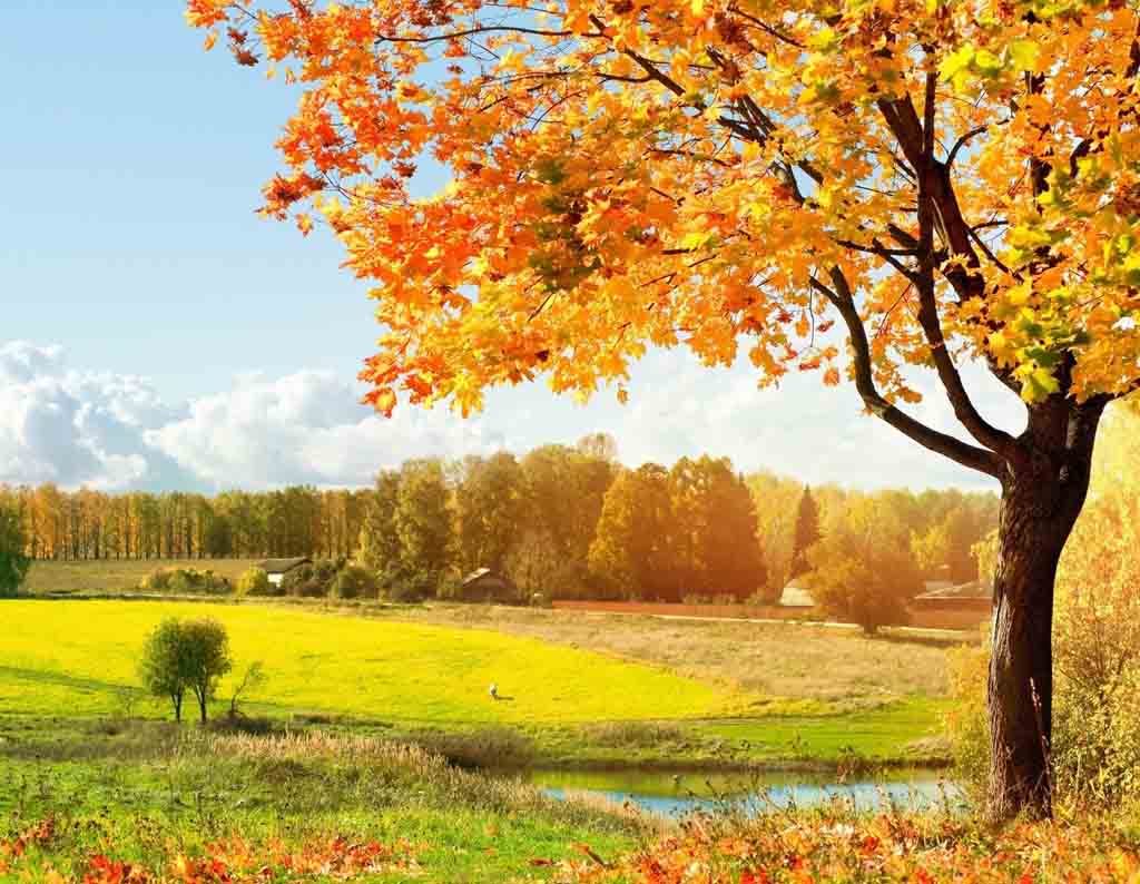 Autumn Desktop Background Wallpaper Themescompany