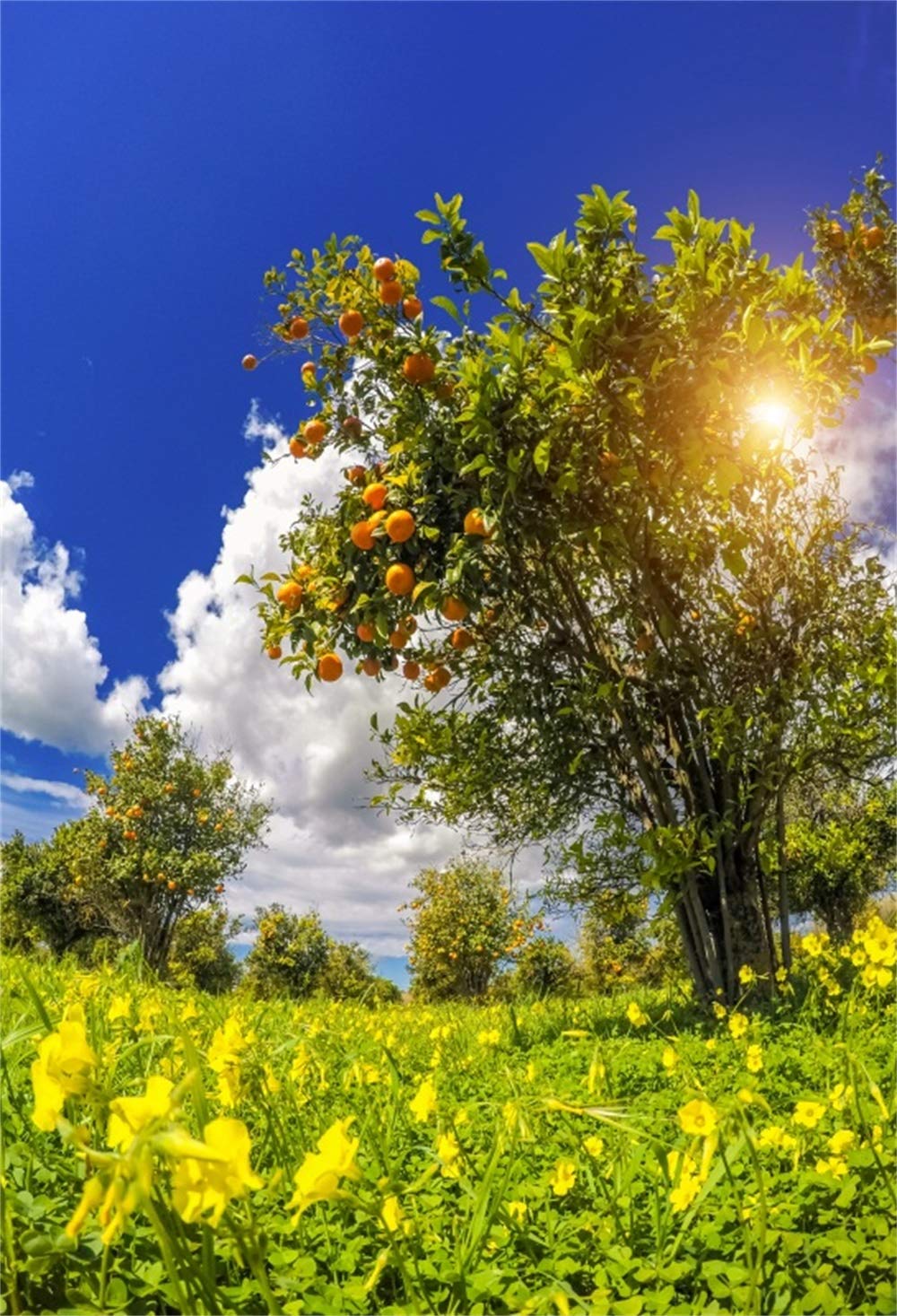 Amazon Laeacco Autumn Countryside Orchard Fruitful Orange
