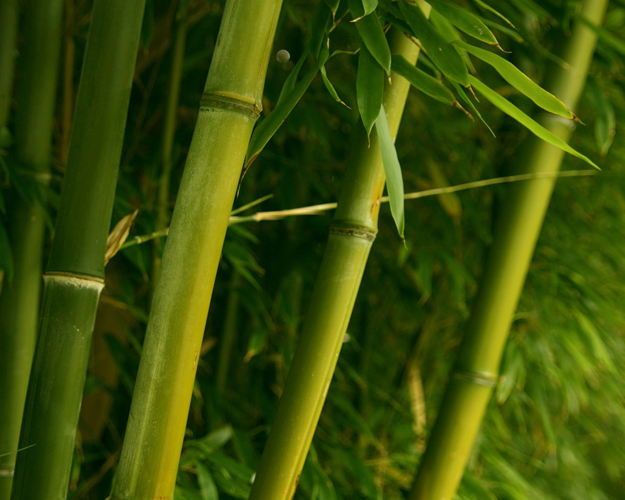 Bamboo Wallpaper Plants Nature Wallpapers in jpg format for free