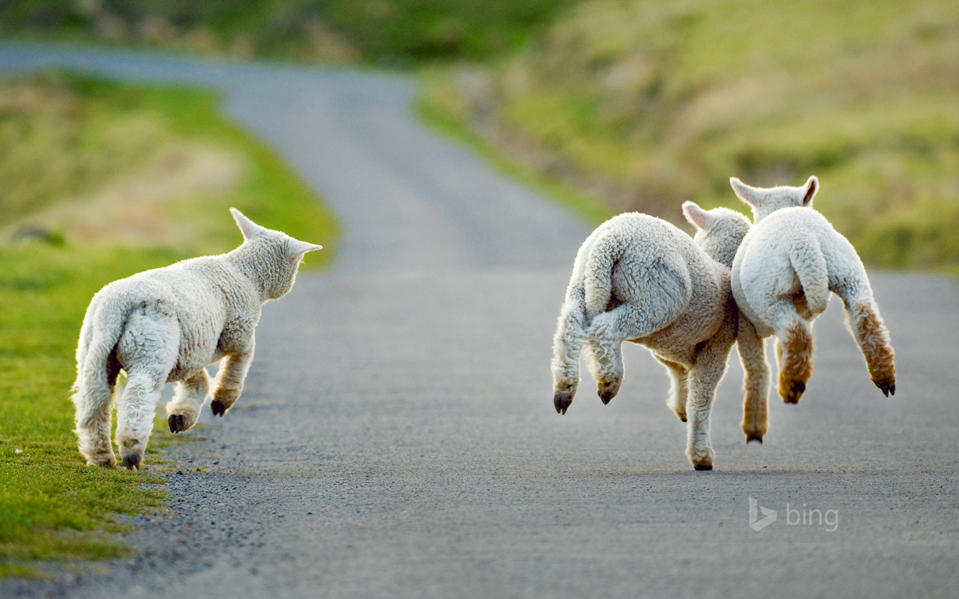 Lamb Wallpaper