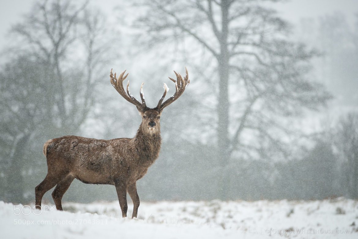 Photograph Red Deer in Snow by George Wheelhouse on 500px