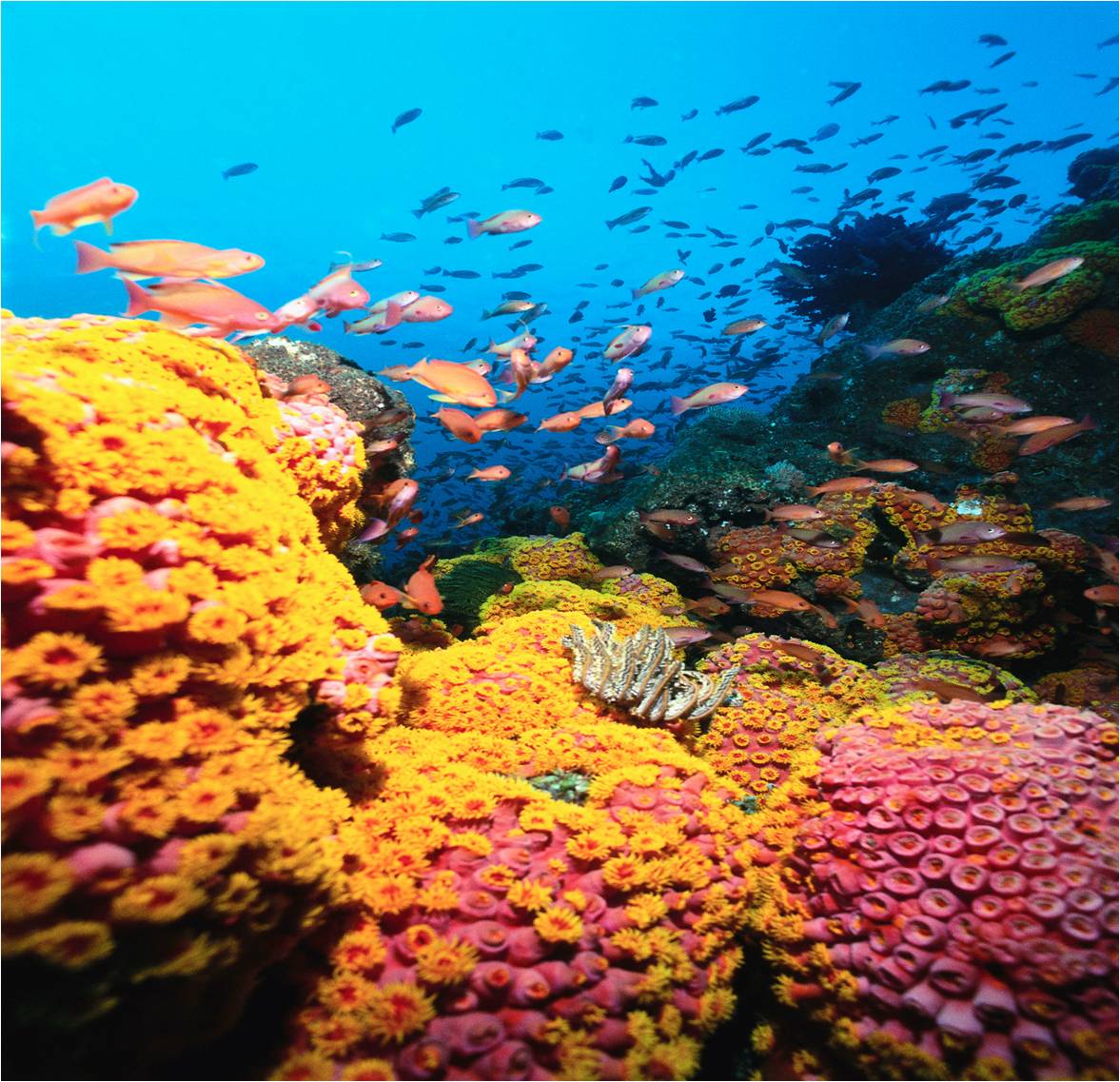 Coral Reef HD Wallpapers