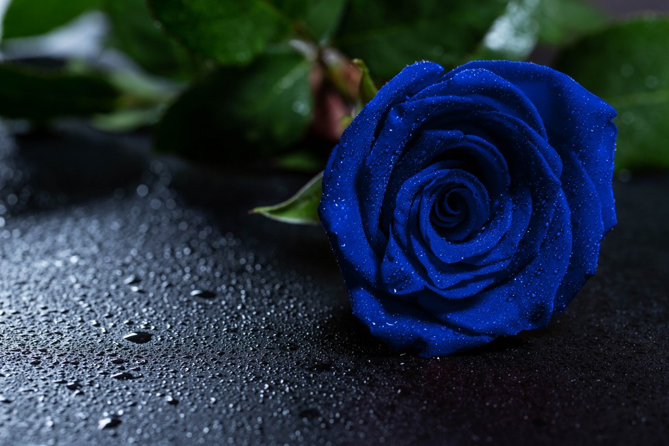 Free download Rose Blue Rose Drops Bud Free Stock Photos Images HD Wallpaper  [975x650] for your Desktop, Mobile & Tablet | Explore 48+ Rose HD Wallpaper  | Derrick Rose Wallpaper Hd, Derrick