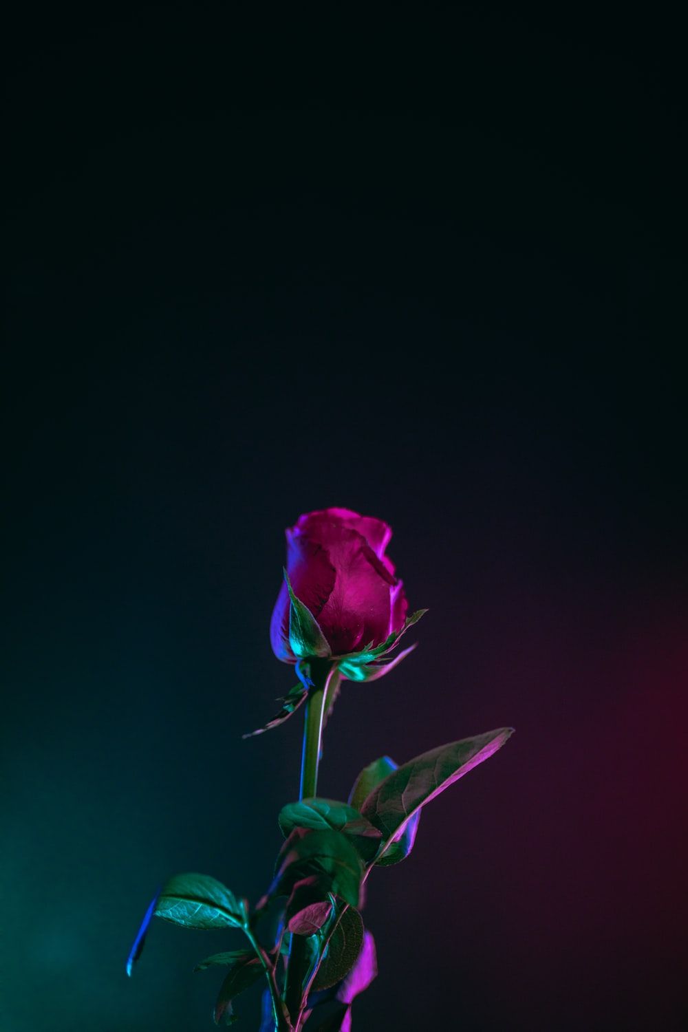 Red Rose Aesthetic Wallpaper On
