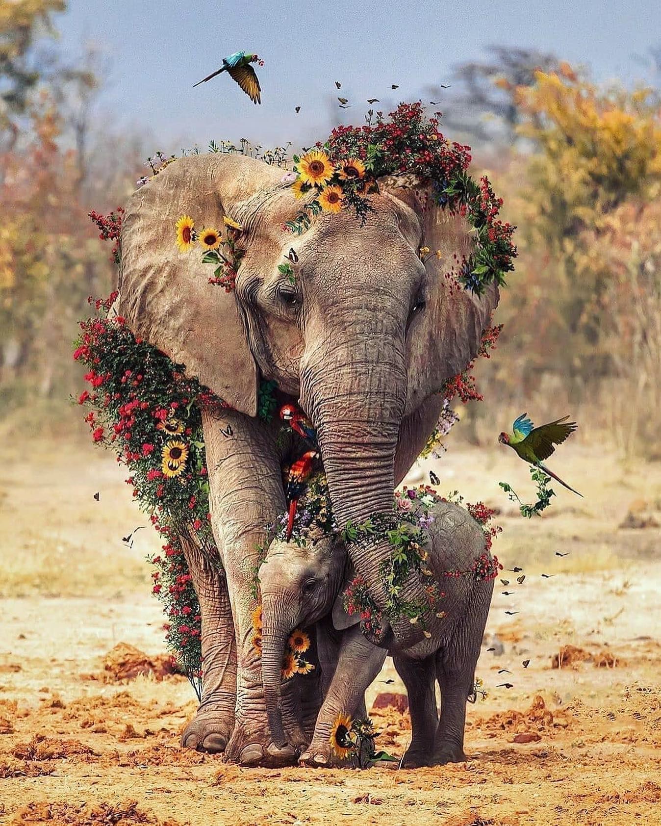 Africa Culture Wallpaper