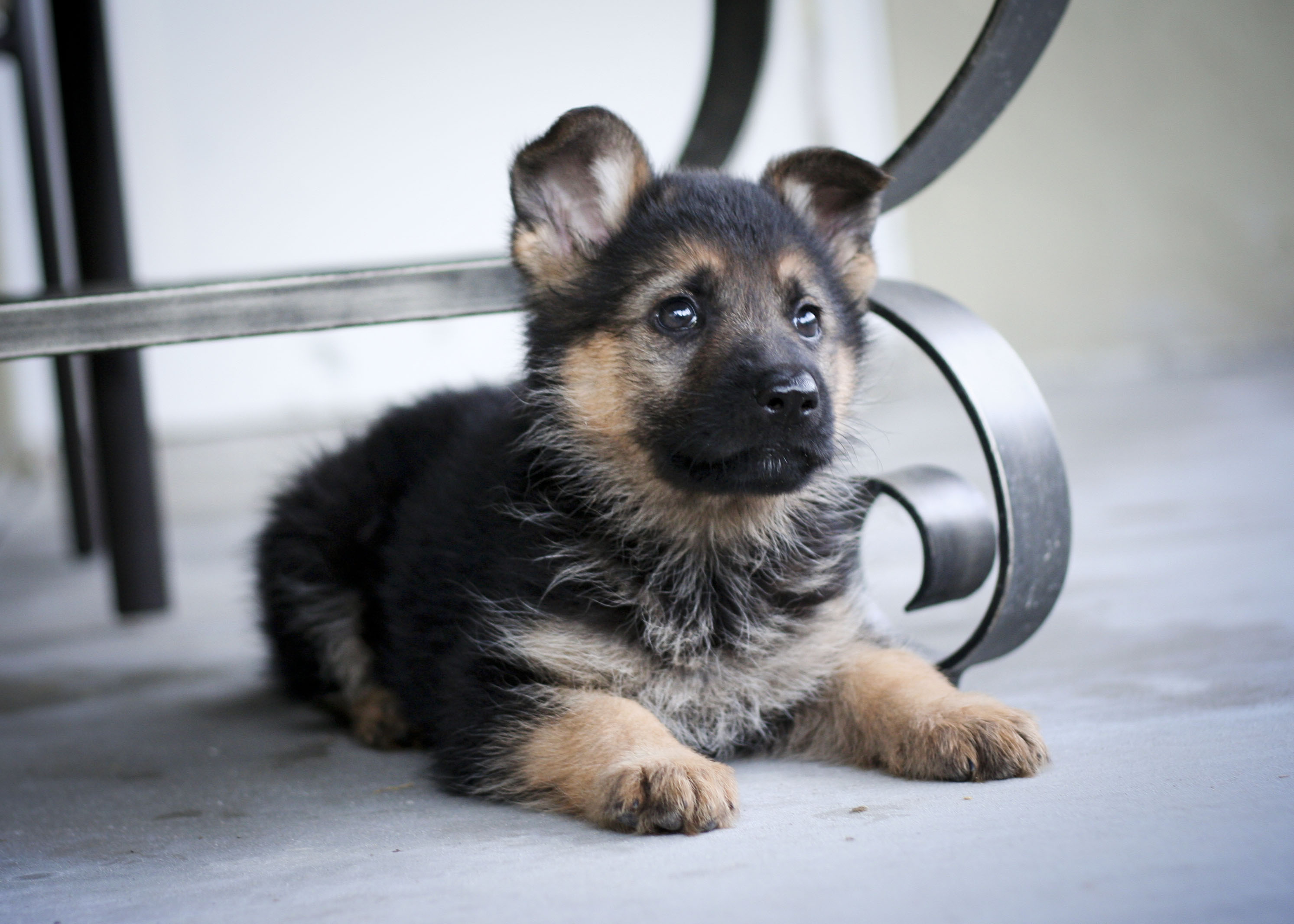 German Shepherd Puppies Cute Pictures Pets World