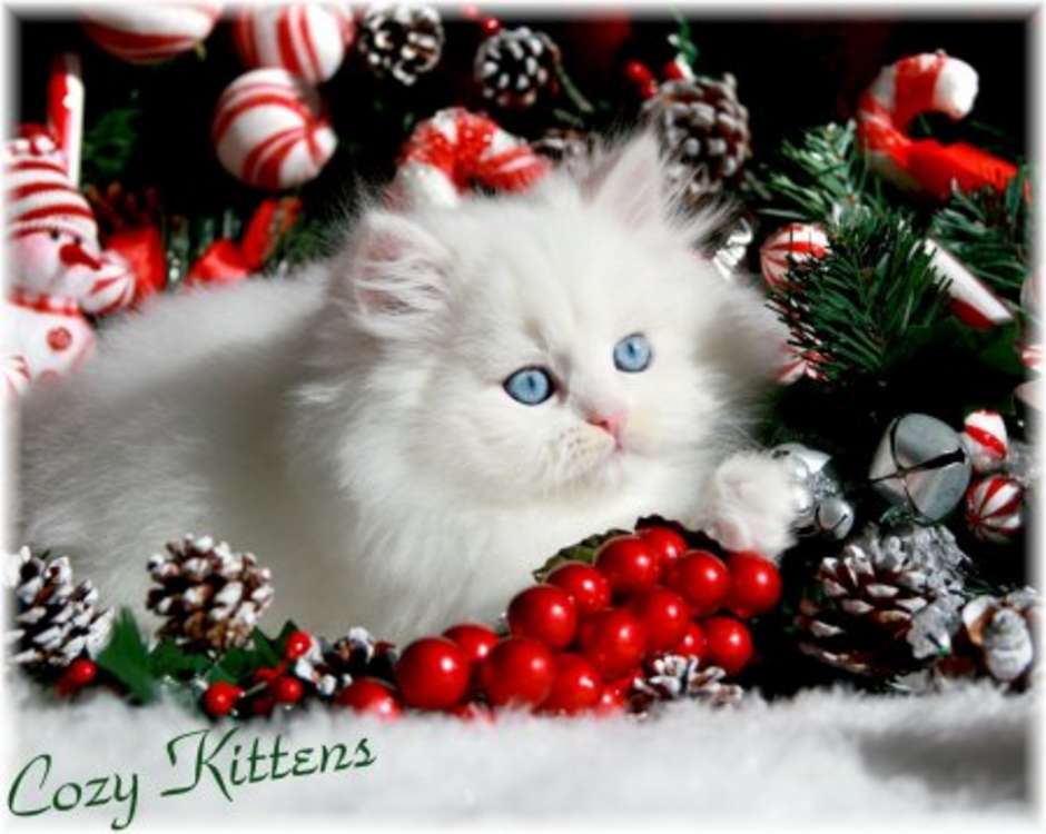 Cute Christmas Kitten Wallpaper Christian
