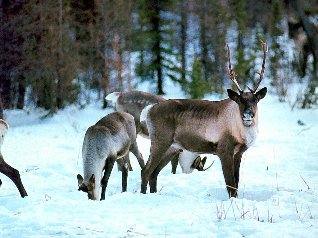 Woodland Cariboo Animals Wallpaper Image With Reindeer