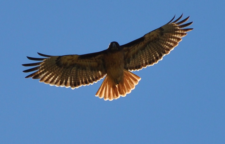 Red Tailed Hawk Photo Tail In Flight The Inter Bird