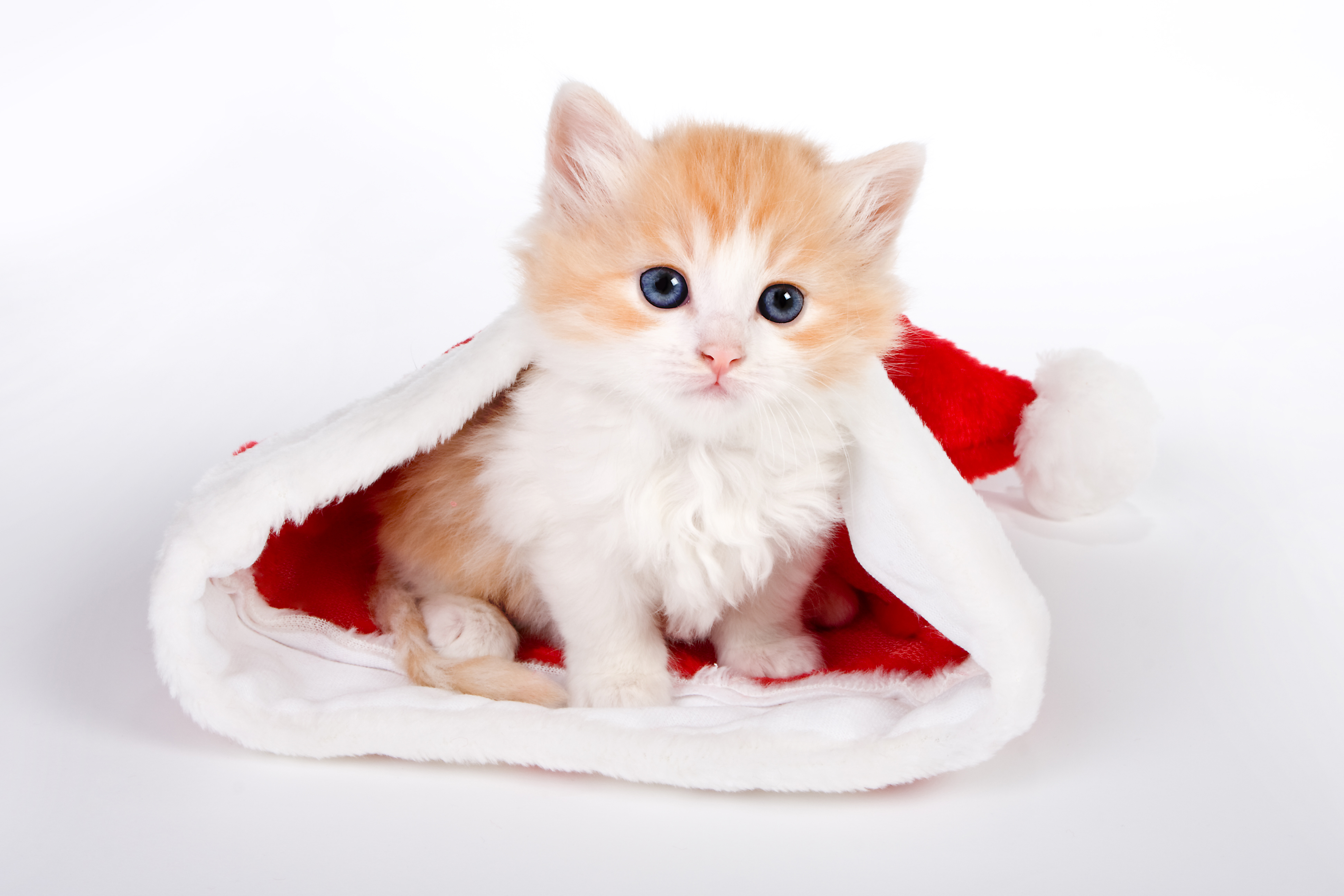 Wallpaper White Cat Kitten New Year Christmas Sweet