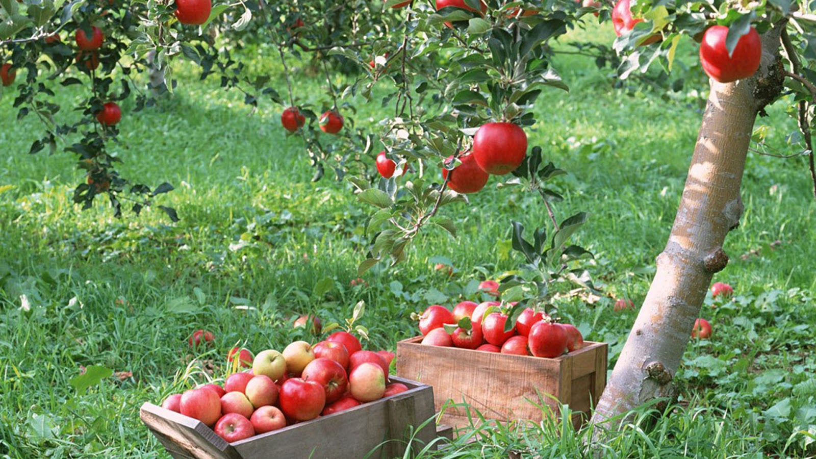 Beautiful Orchard Trees Red Apples Wallpaper