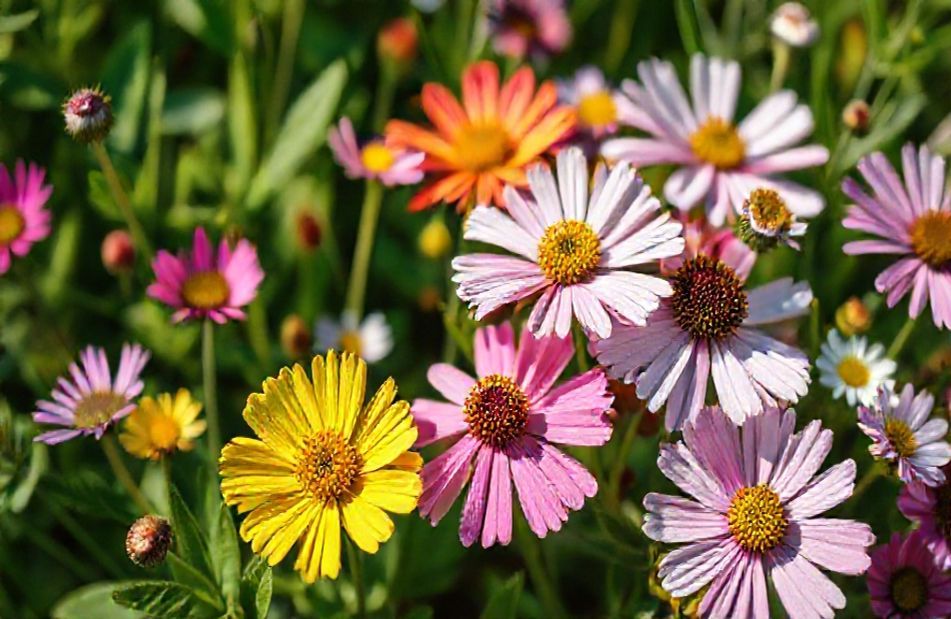 Nature Flower Wallpaper