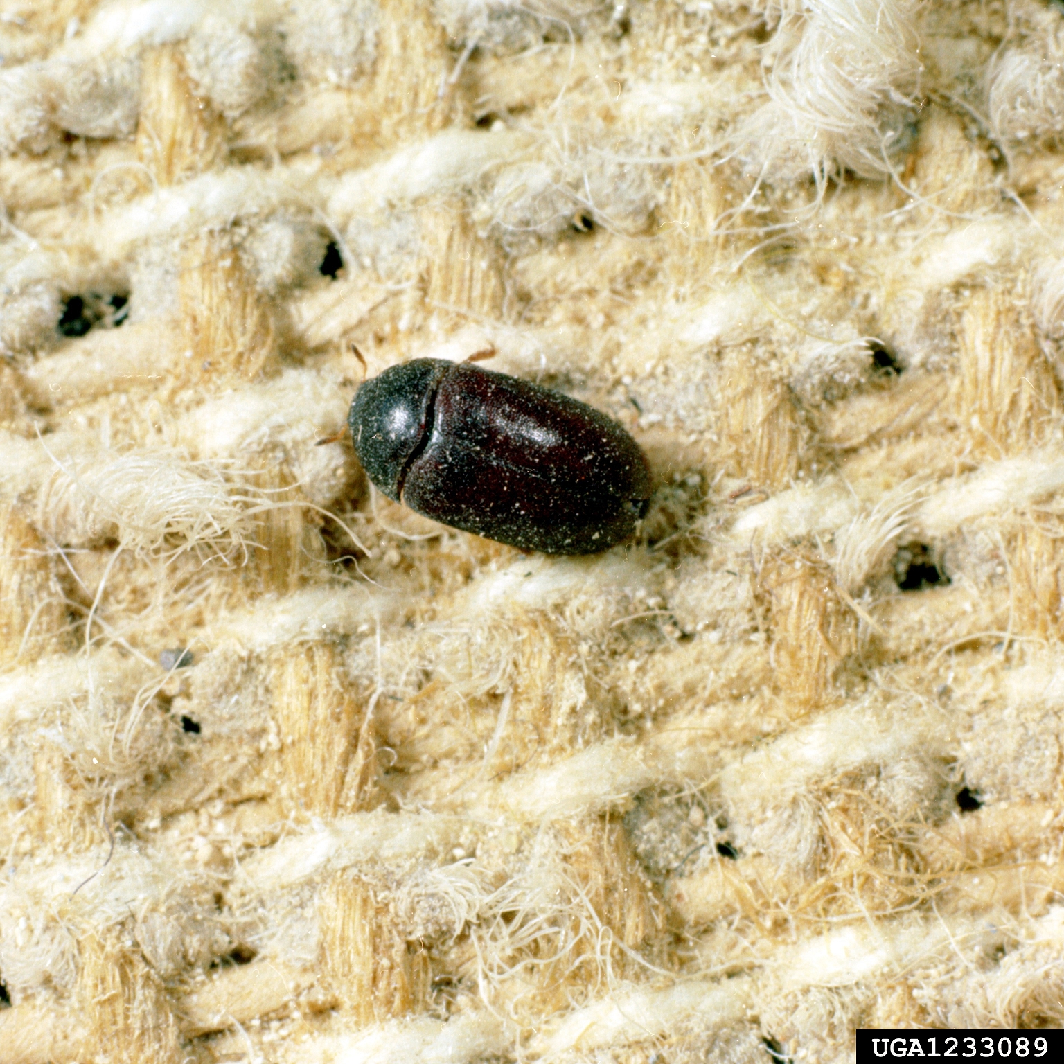 Is Carpet Beetles Dangerous At Andrea Hendrix Wallpaper