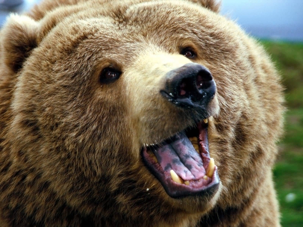 Wallpaper Bear Bears