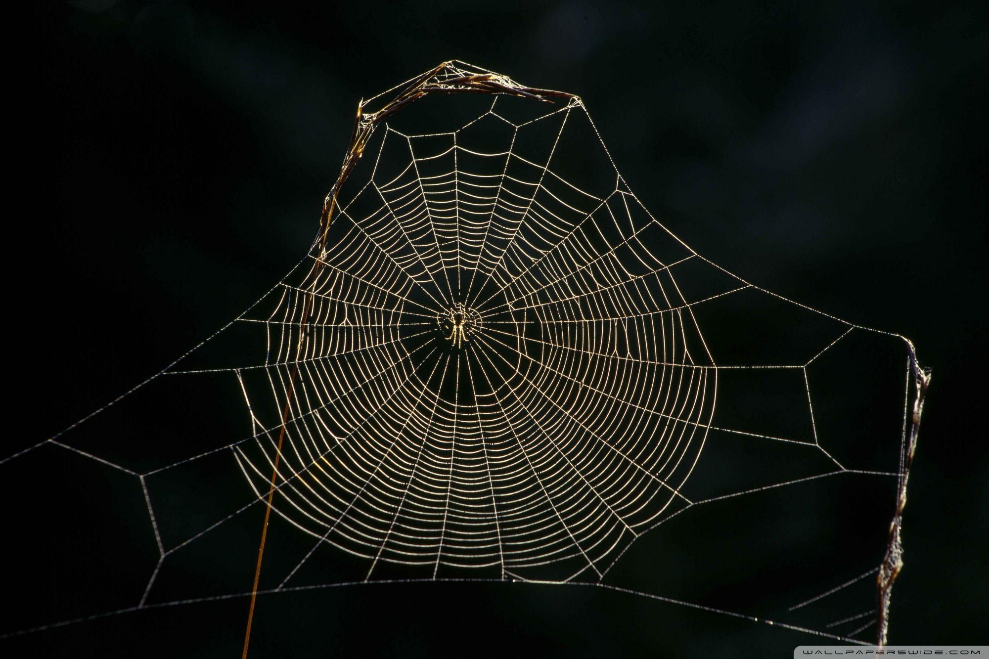Spider Web Close Up Wallpaper Animal Desktop Background