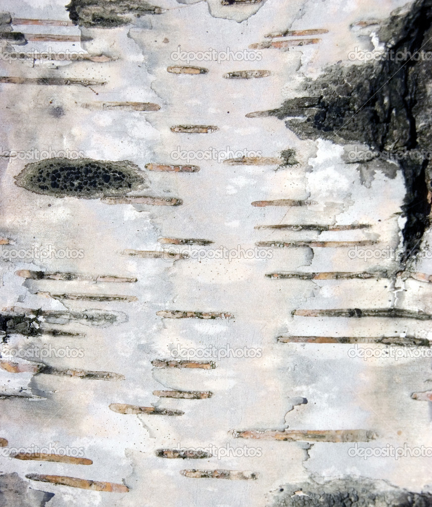 Birch Bark Background Texture Macro Closeup
