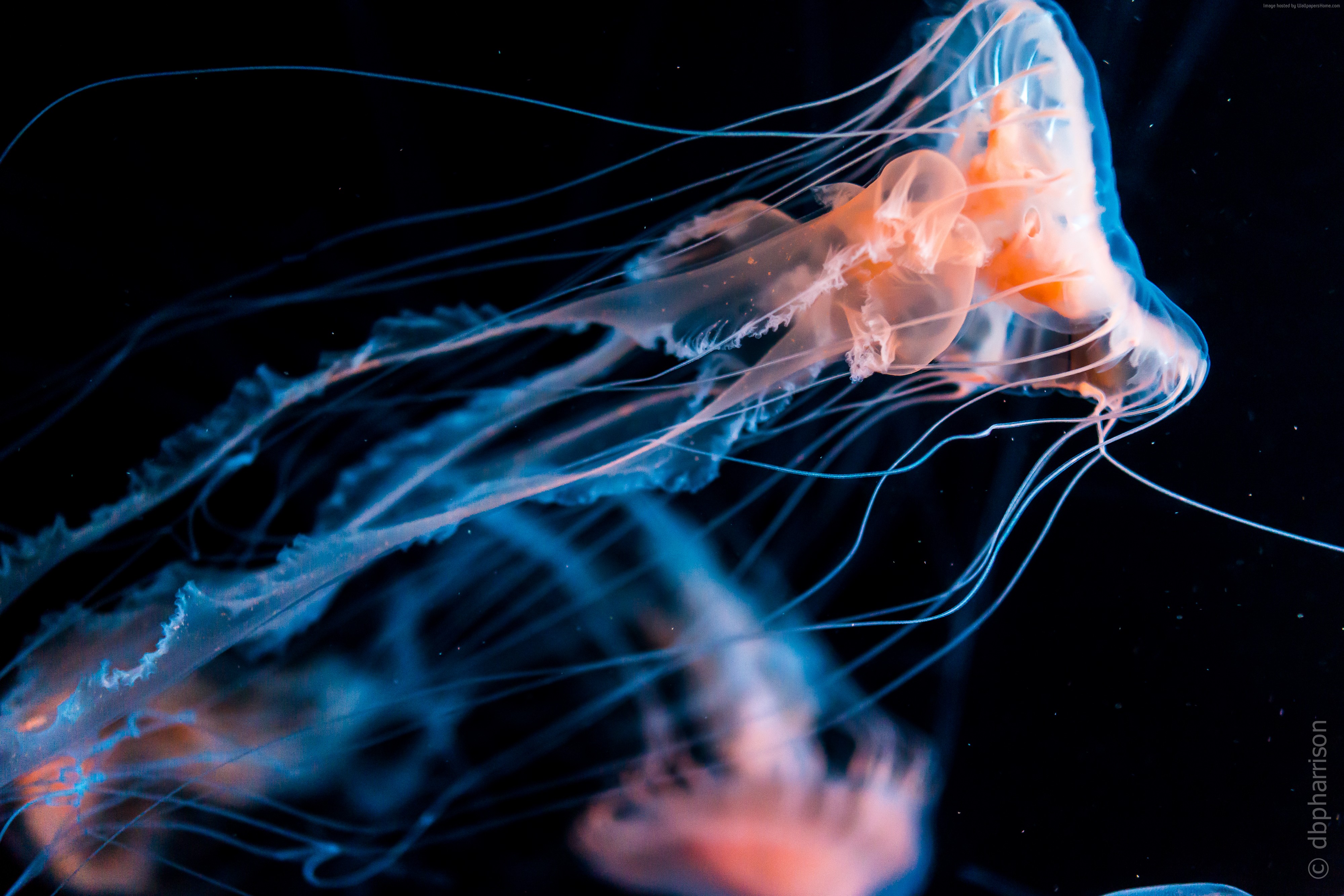 Wallpaper Jellyfish Diving Tourism Underwater Travel