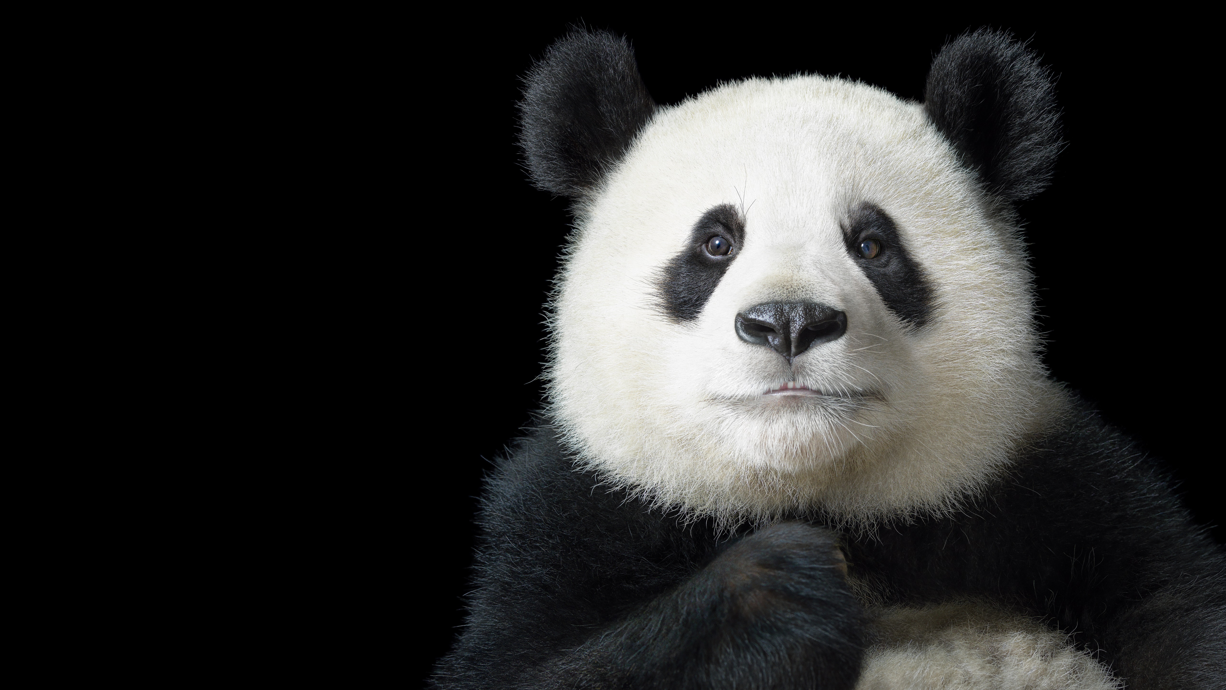 Animal Panda 4k Ultra HD Wallpaper