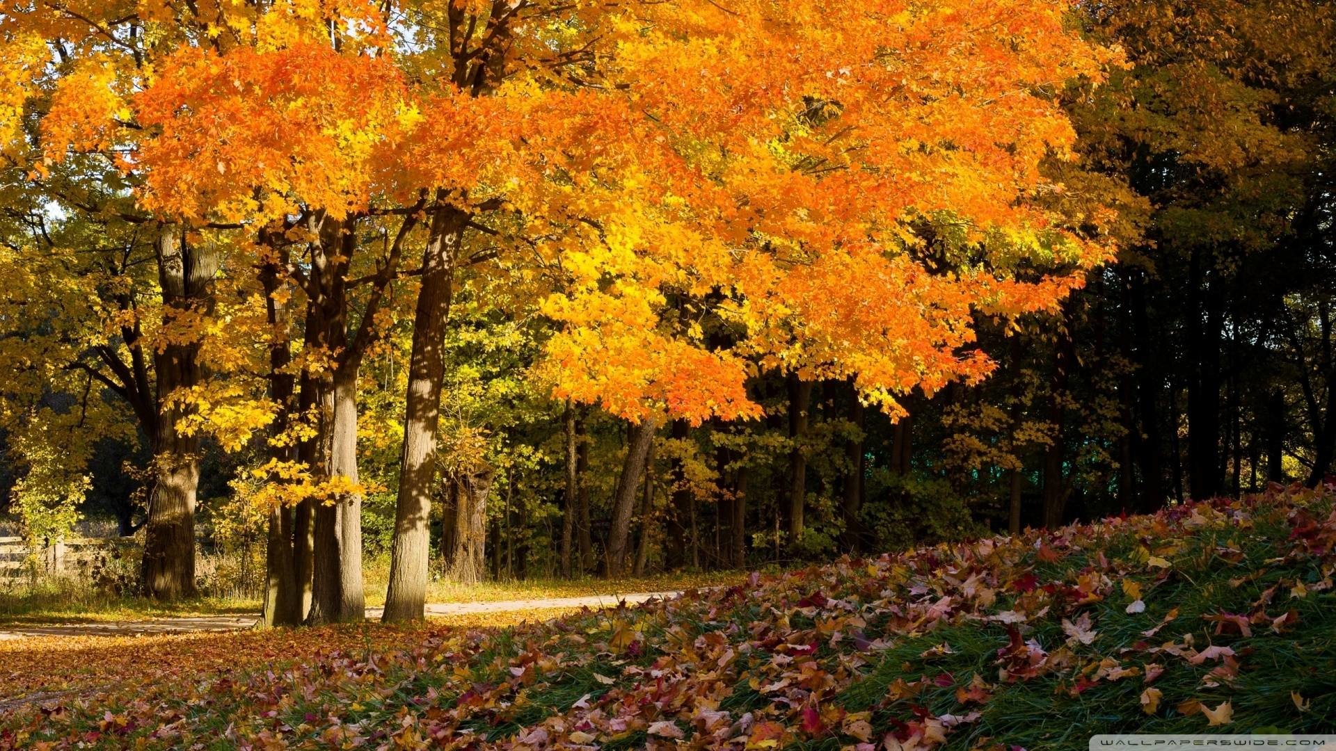 Early Fall Desktop Wallpaper