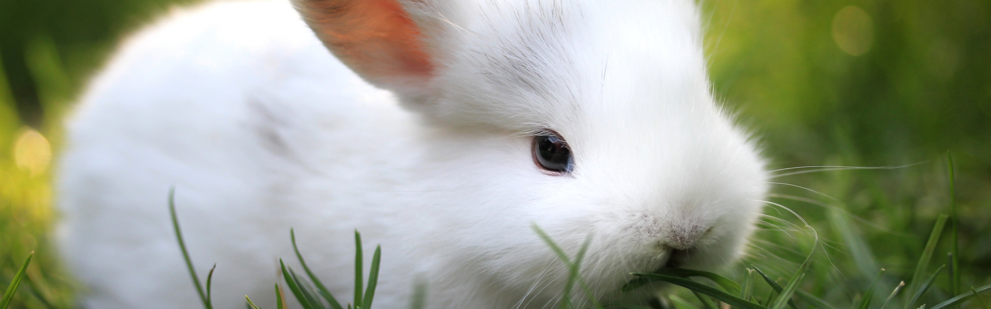 White Rabbit Wallpaper