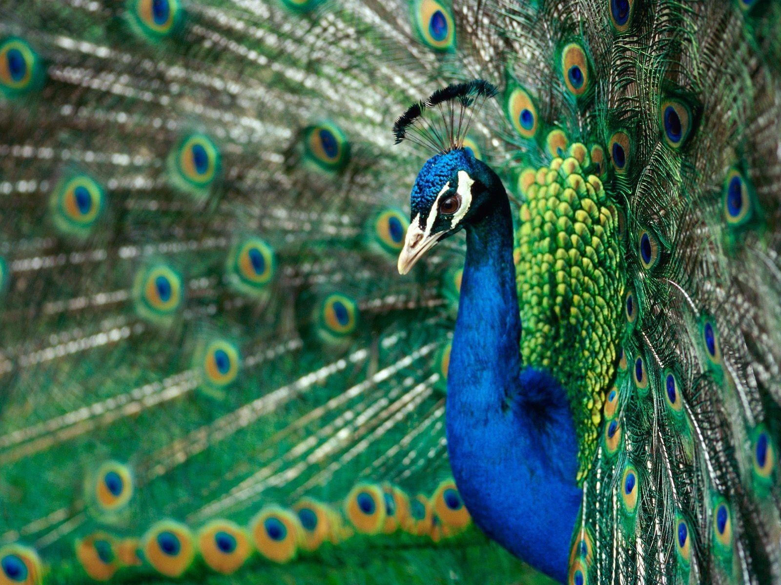 Beautiful Peacock Head Wallpaper HD