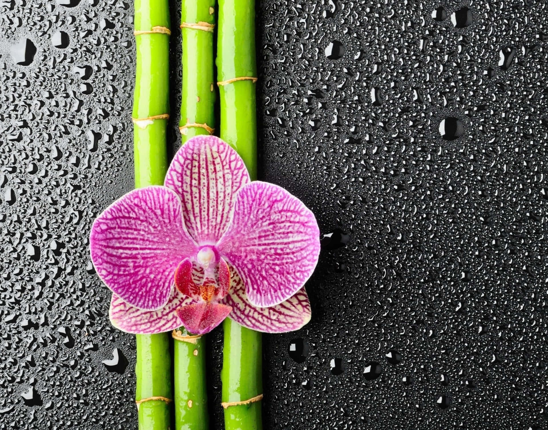 Beautiful Orchids Wallpaper
