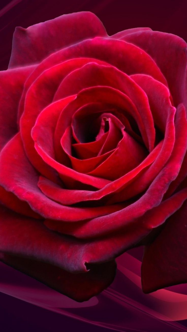 4k Ultra HD Wallpaper Rose Beautiful Flowers