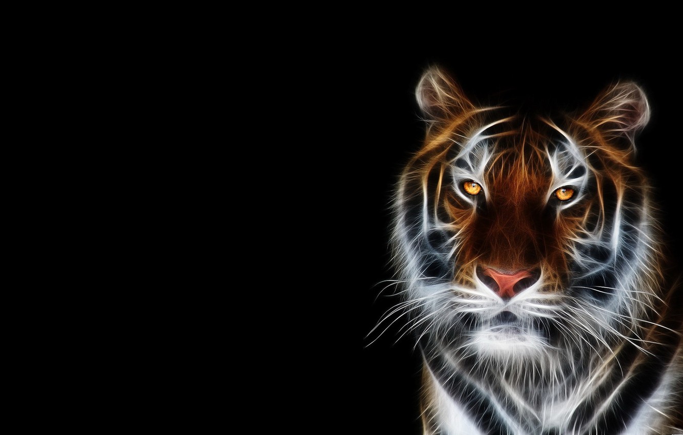 Wallpaper Face Tiger Black Background Image For