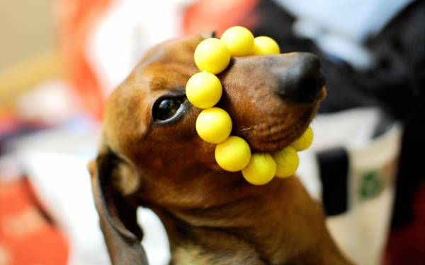 Funny Dog Dachshund Desktop Wallpaper Hq Photo Image