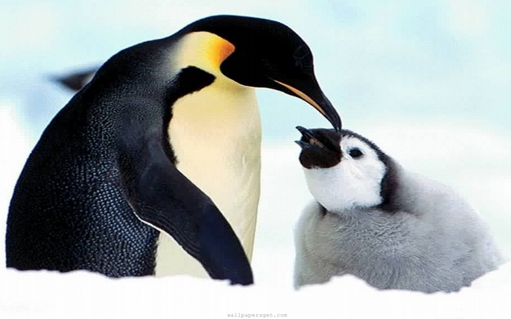 Animal Wallpaper Baby Penguin Pixel Popular HD