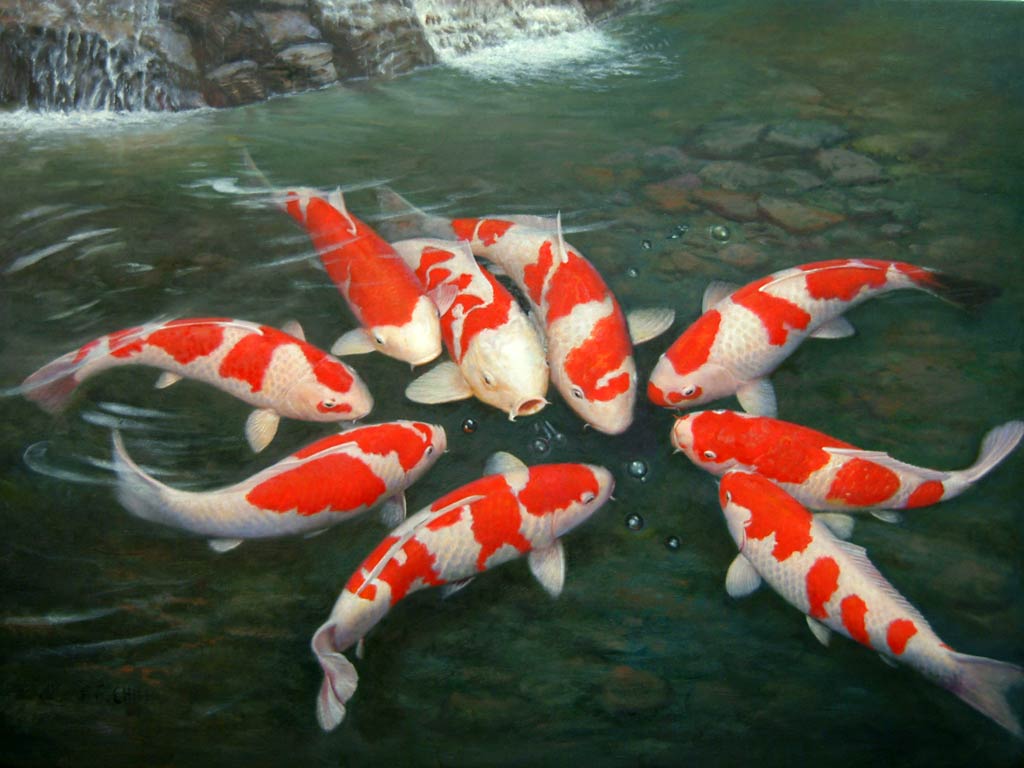 Group Red Koi Fish Cool Wallpaper HD