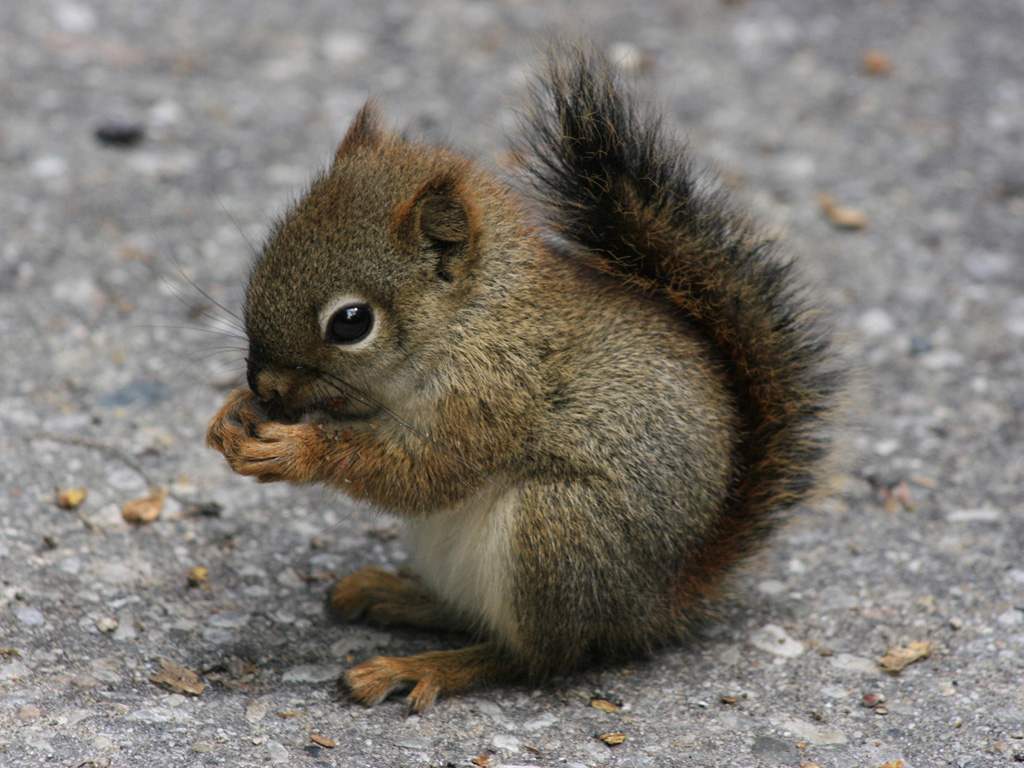 Cute Baby Squirrel 8547 Hd Wallpapers in Animals   Imagescicom