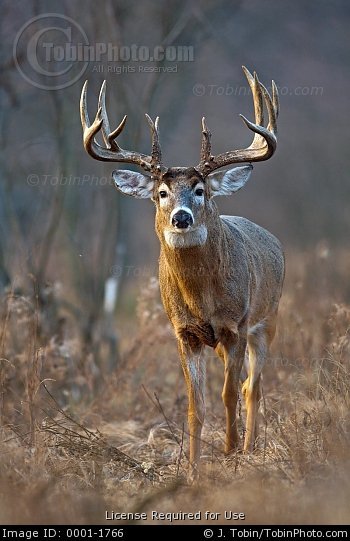 Mega Buck This Huge Whitetail S Antlers Are Among The Largest I