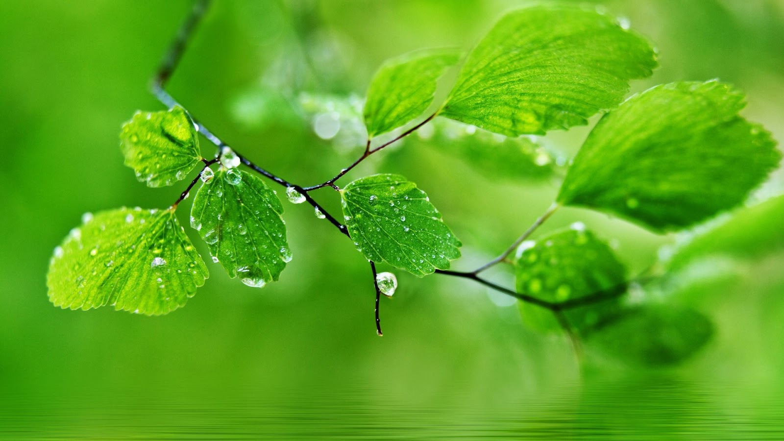 Wallpaper HD Green Leaves Water Droplets Ripple Picture Drop