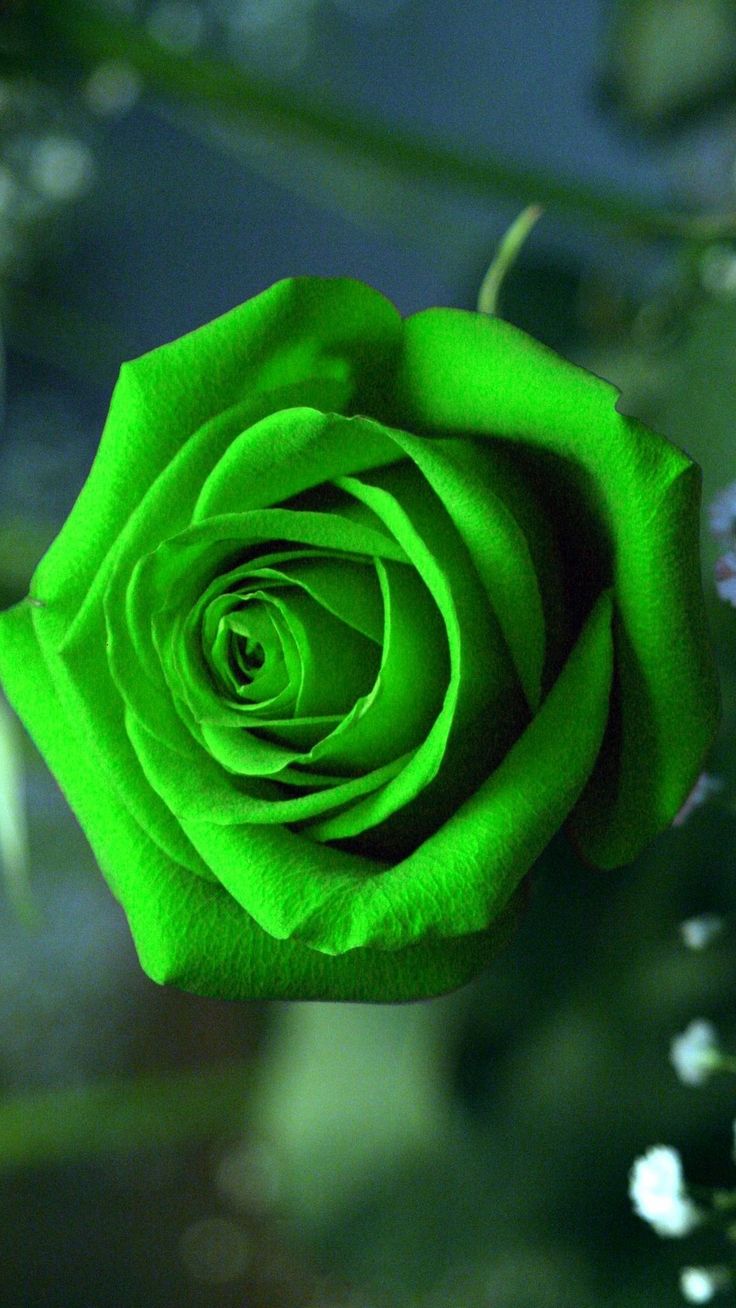 Green Rose Mobile Wallpaper Best HD Beautiful