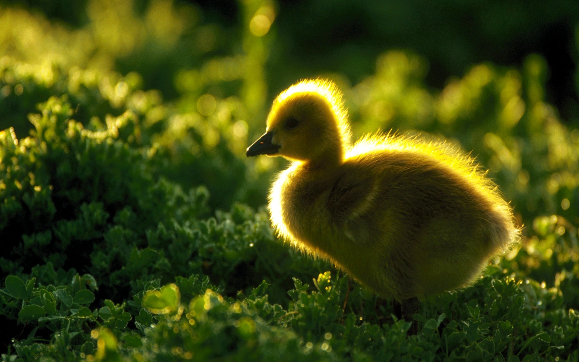 Duckling HD Wallpaper Pictures To Pin